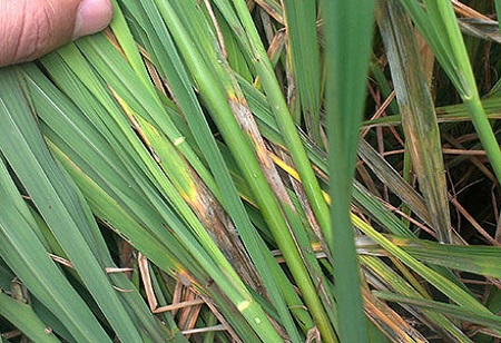 Como escolher o melhor fertilizante para colheita de arroz?