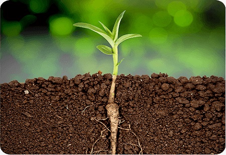 Estimulante biológico para plantas: a revolução verde da agricultura moderna