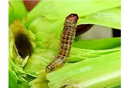 Como usar corretamente o benzoato de emamectina 5?