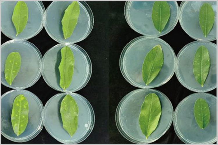 Vantagem do bioestimulante Bio Trichoderma harzianum para doenças de culturas
