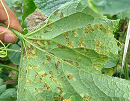 Cucumber downy mildew