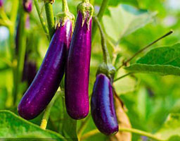 Eggplant