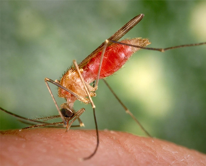 Inseticida para mosquito