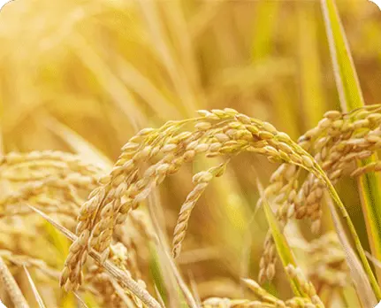 Os bioestimulantes aumentam o preenchimento e a qualidade dos grãos