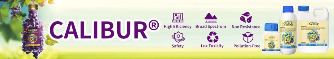 calibur-for-sunflower-and-orchid-1.jpg calibur-for-sunflower-and-orchid-1.jpg