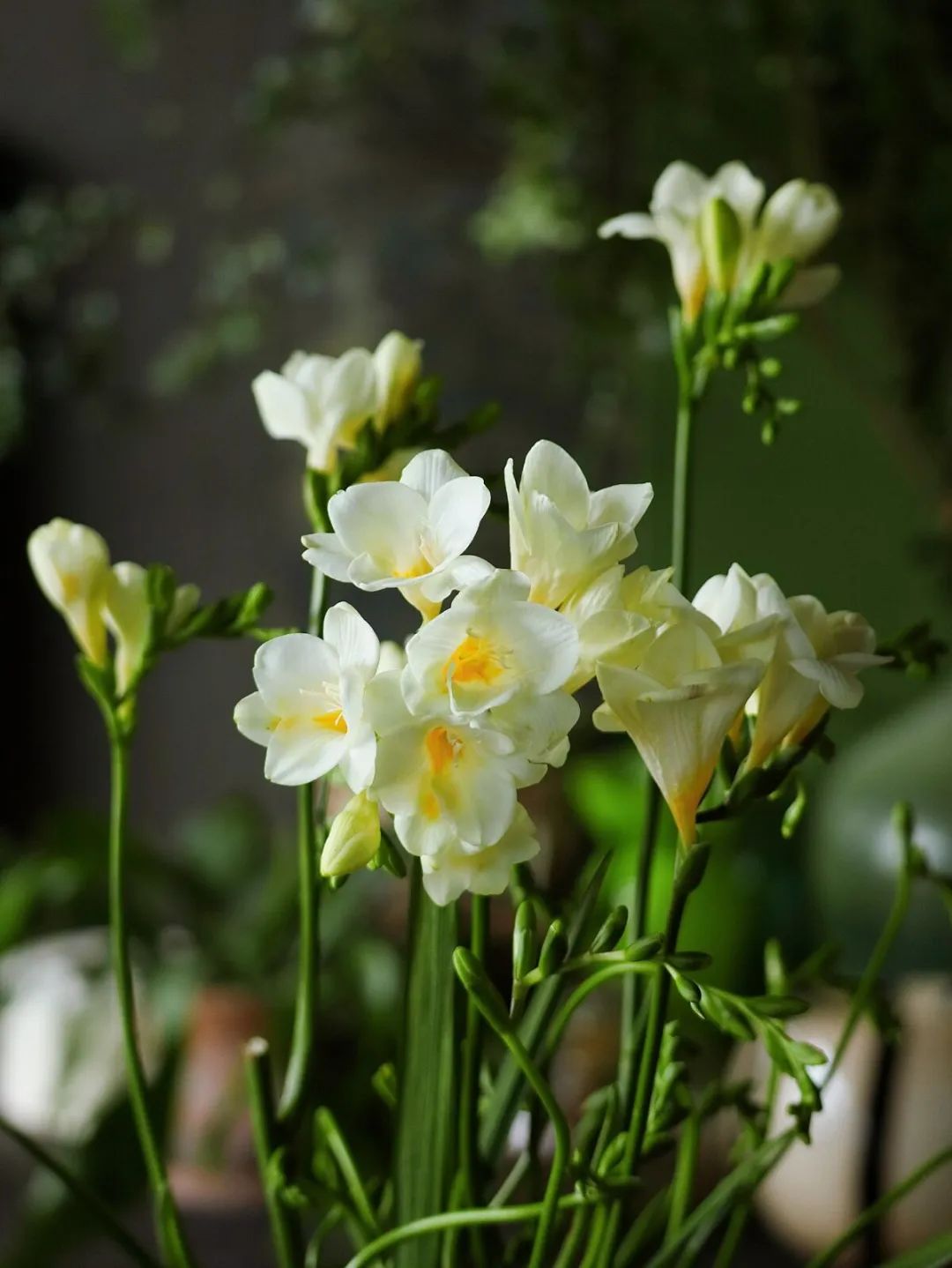 calibur-for-sunflower-and-orchid-4.jpg calibur-for-sunflower-and-orchid-4.jpg