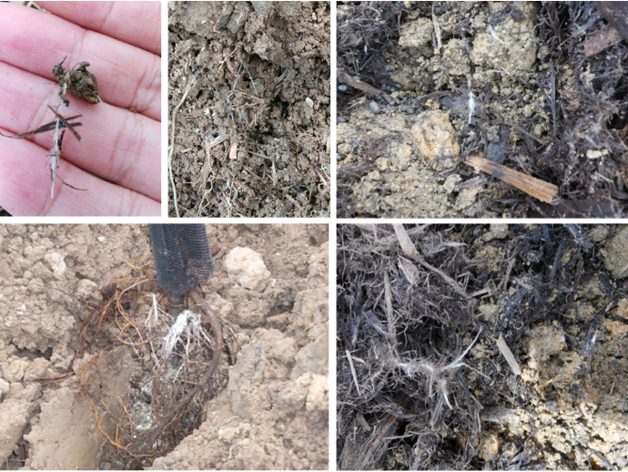 Arpha Gold<ALIMT >&reg;</ALIMT> – Utilizing BenefiFungos sociais para agricultura sustentável 