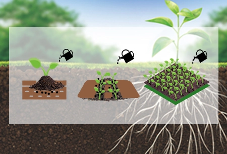 Arpha Ouro®-Utilizando fungos benéficos para a agricultura sustentável