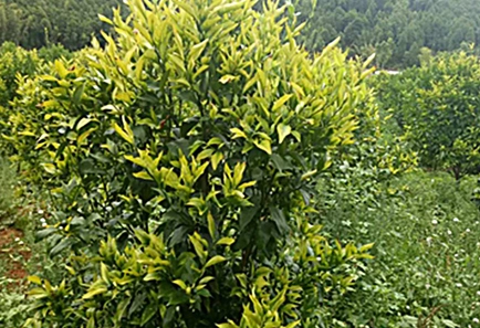 Indústria Citrina Global Enfrenta Desafios de Doenças e Clima