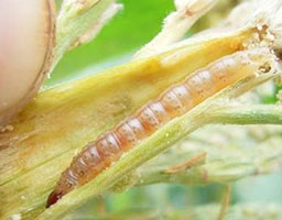 Rice stem borer