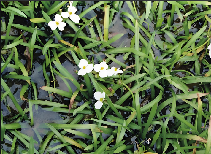 Sagittaria pygmaea